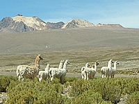 03 - Lamas und Vulkan Carcani