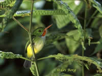 11 - Tody