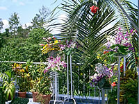 02 - Flowers