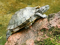 04 - Tortuga